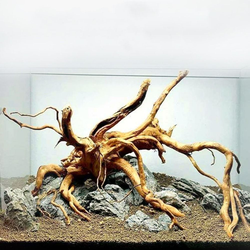 Planted Aquarium Bowl - 20-25CM Large Aquarium Driftwood Natural Fish