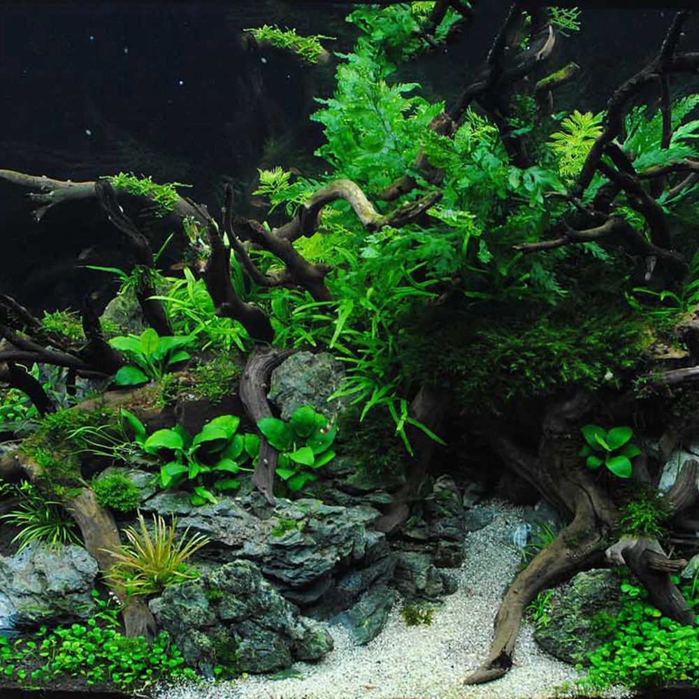 Aquarium Driftwood Natural Fis - огляд і ціна Planted Aquarium Bowl