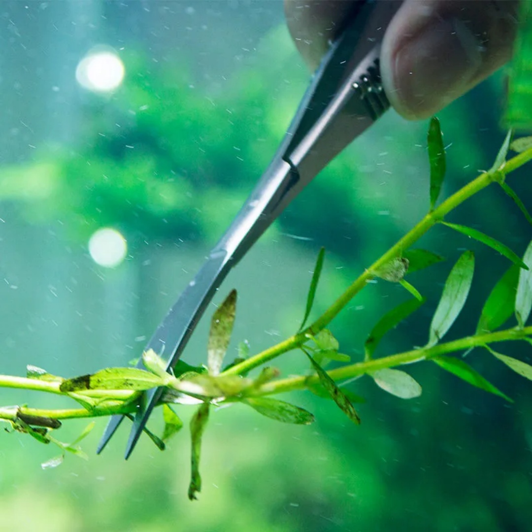 Curved Straight Spring Scissor - огляд і ціна Aquarium Plant Utensils